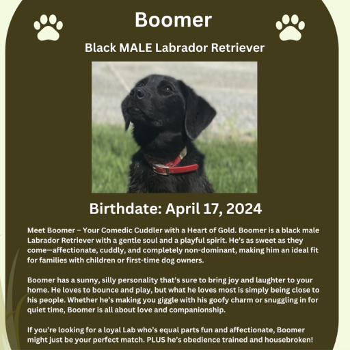 Boomer 2